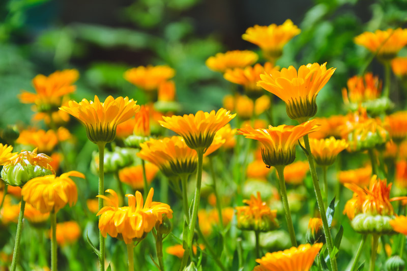 Calendula